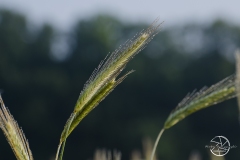 Czerwiec