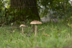 Grzybek-1