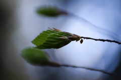 Zielony-