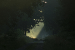 Las Gostyń