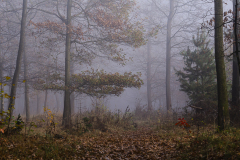 Las Gostyń