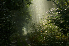 Las Gostyń