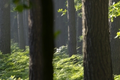 Las Gostyń