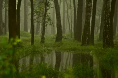 Las Gostyń