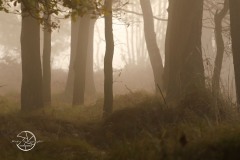 Fog in the forest