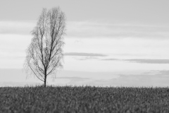 Brzuzka-1-BW