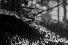 Maly-BW