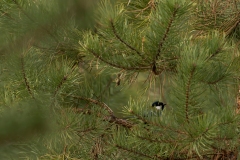Sikorka-WSI