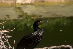 Kormoran