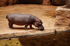Hipo-1.jpg