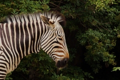 Zebra.jpg