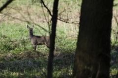 Sarenka-22.04.2023_2