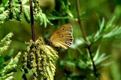 Butterfly_Kronika_Piksel