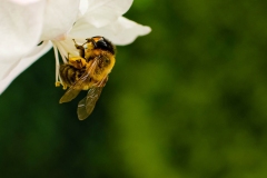 Pszczola-11