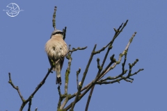 Lanius-collurio-Gesiorek